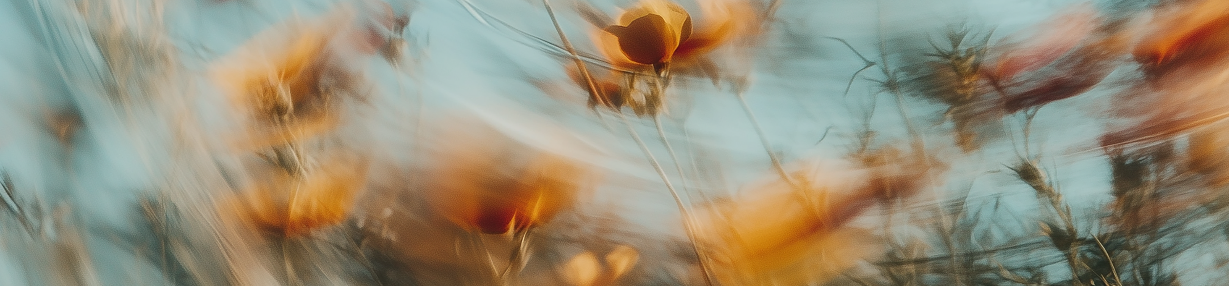 Illustration mit Blumenwiese