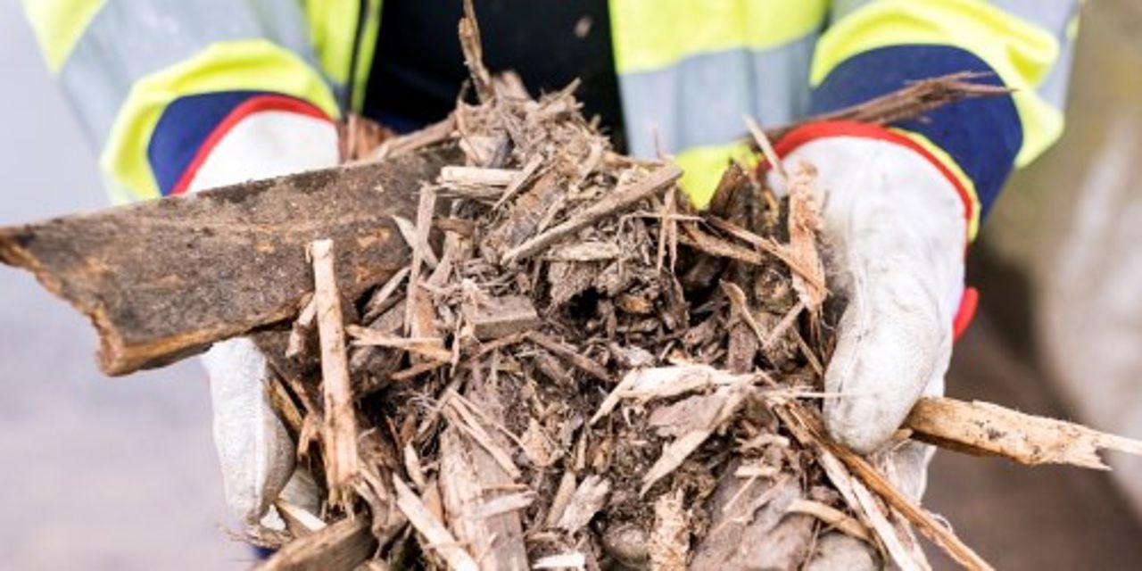 Handvoll Altholz für Biomassekraftwerk
